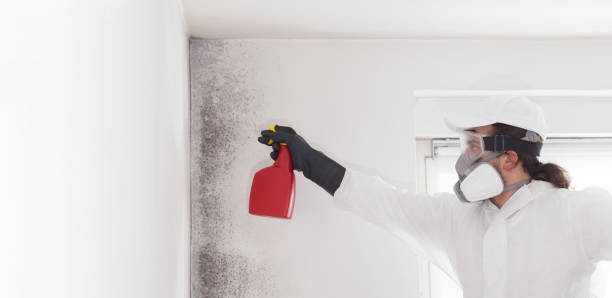 Best Mold Removal Process  in Reading, OH