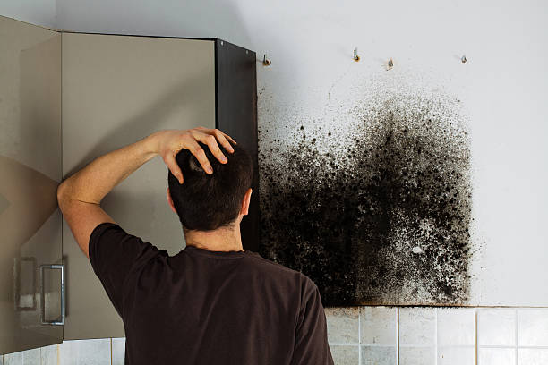 Best Affordable Mold Removal  in Reading, OH