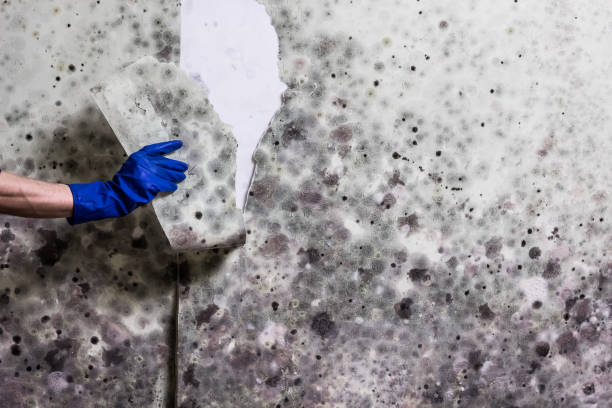 Best Mold Damage Repair  in Reading, OH