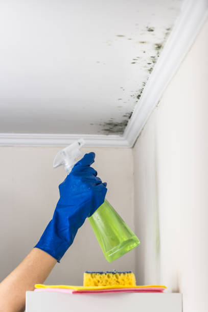 Best Crawl Space Mold Removal  in Reading, OH